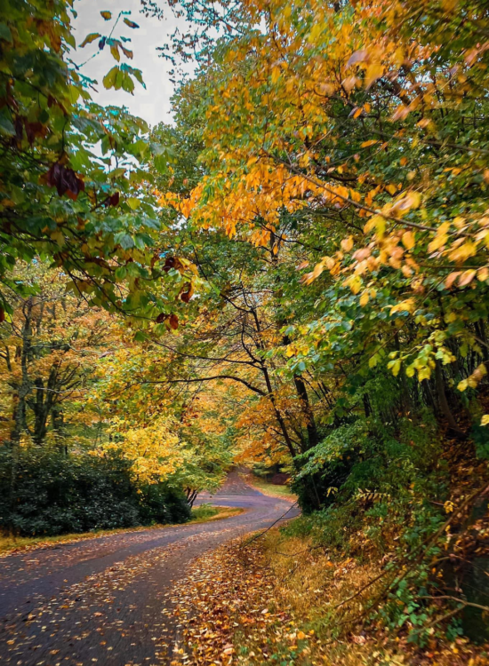 autumn playlist on spotify