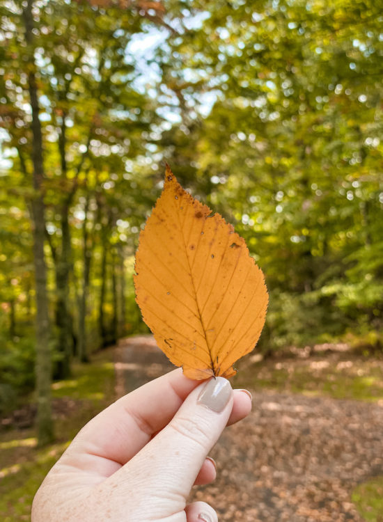 fall nail inspiration